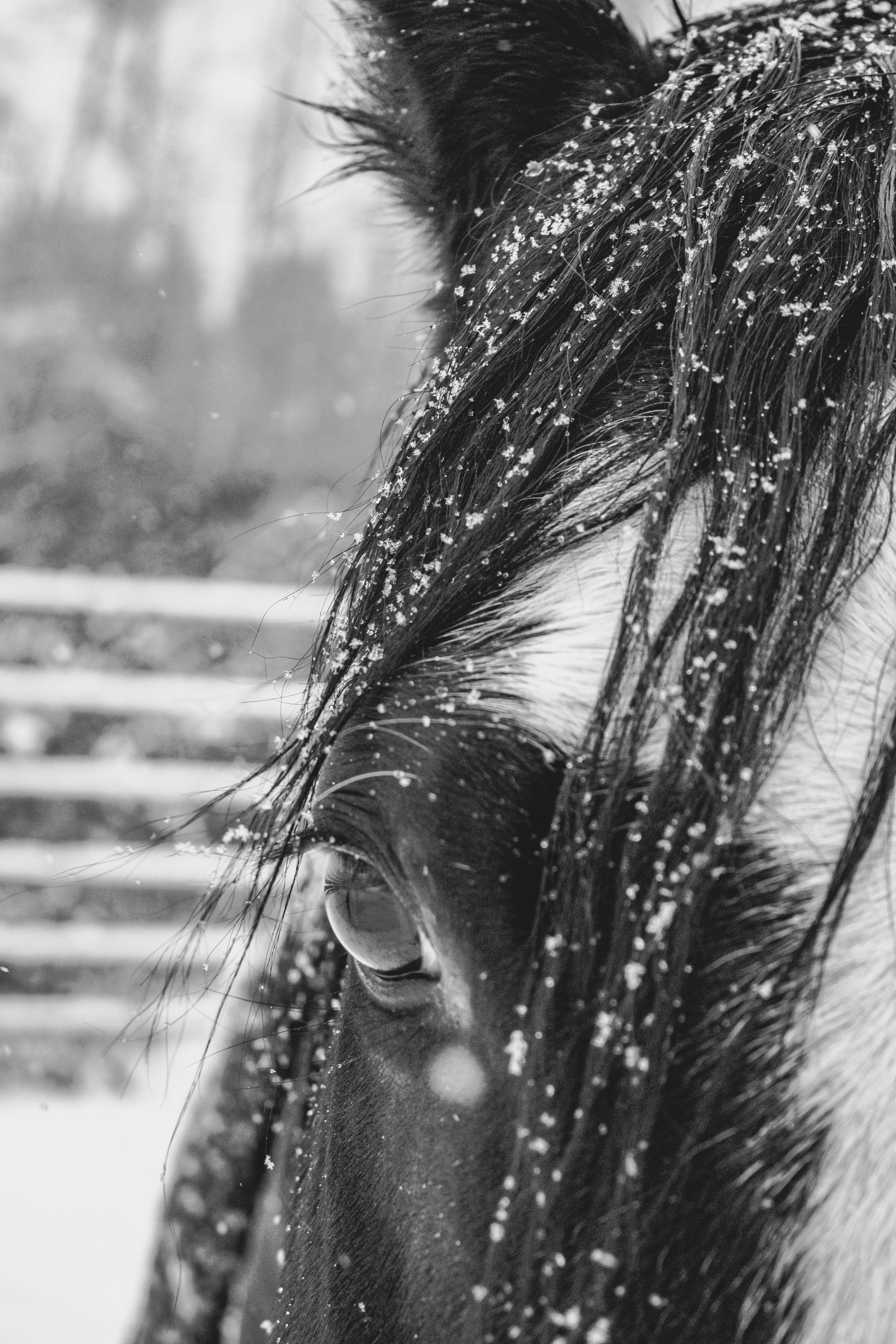 Panda in the Snow; Photo Credit: Alyson Rehm